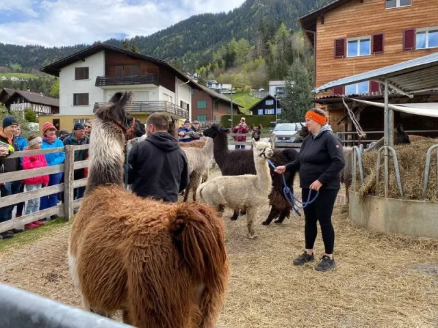 Blueschtfahrt zum Lama und Alpakahof, 28.04.2024 (Galerie 2024)