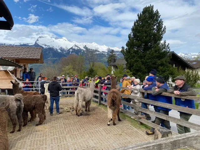 Blueschtfahrt zum Lama und Alpakahof, 28.04.2024 (Galerie 2024)