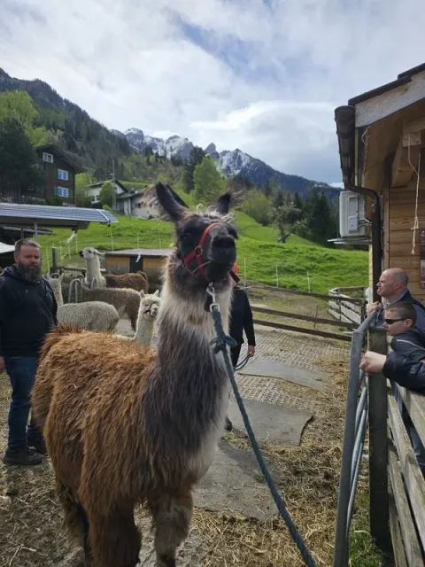Blueschtfahrt zum Lama und Alpakahof, 28.04.2024 (Galerie 2024)