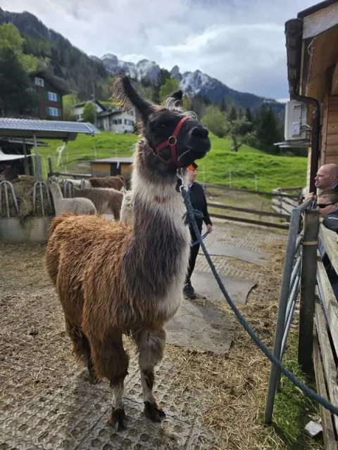 Blueschtfahrt zum Lama und Alpakahof, 28.04.2024 (Galerie 2024)