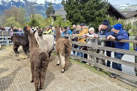 Blueschtfahrt zum Lama und Alpakahof, 28.04.2024 (Galerie 2024)