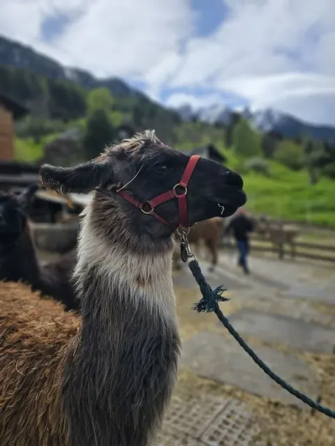Blueschtfahrt zum Lama und Alpakahof, 28.04.2024 (Galerie 2024)