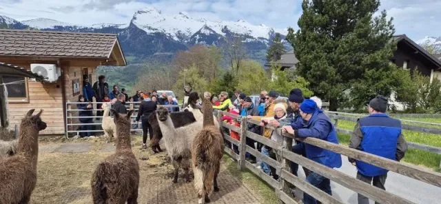 Blueschtfahrt zum Lama und Alpakahof, 28.04.2024 (Galerie 2024)